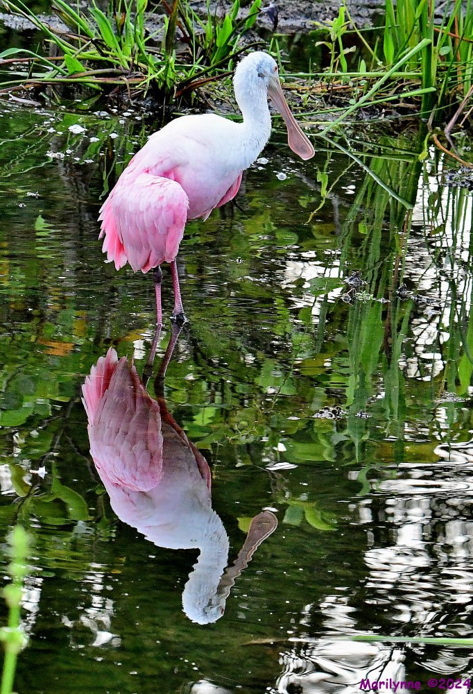 DSC_9921_001.JPG