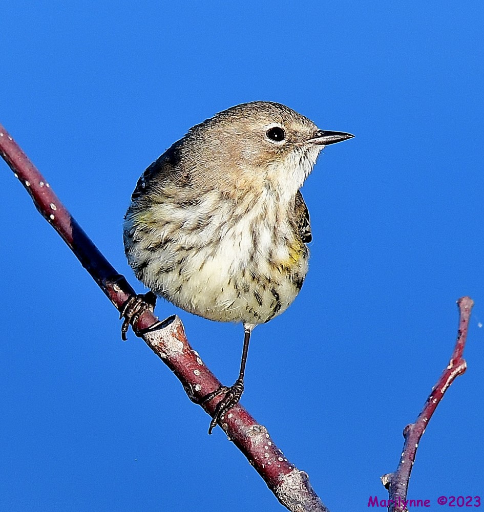 DSC_9922_001.JPG