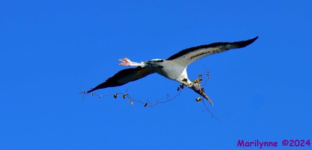 DSC_9922_001.JPG