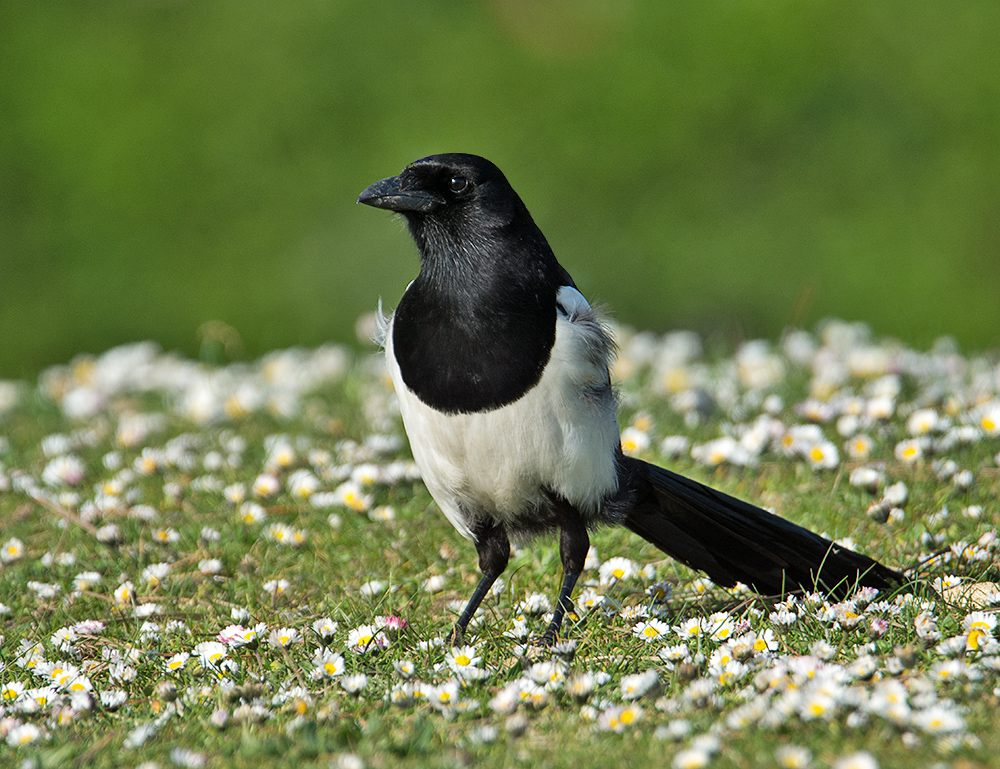 DSC_9923.jpg