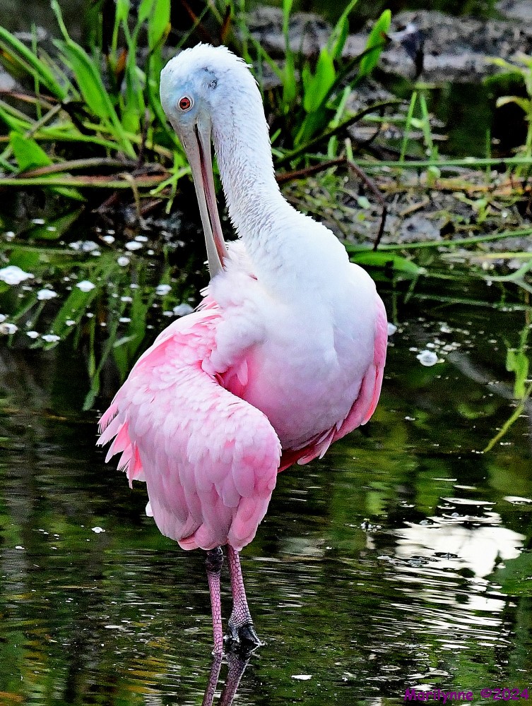 DSC_9924_001.JPG