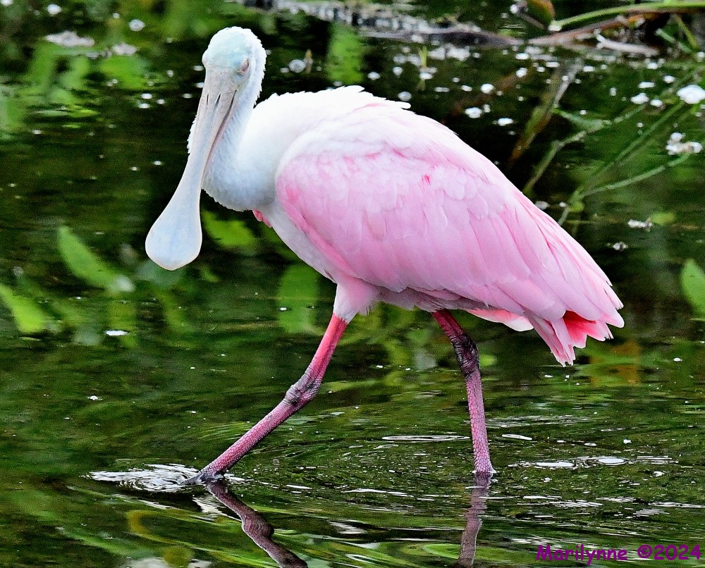 DSC_9925_001.JPG