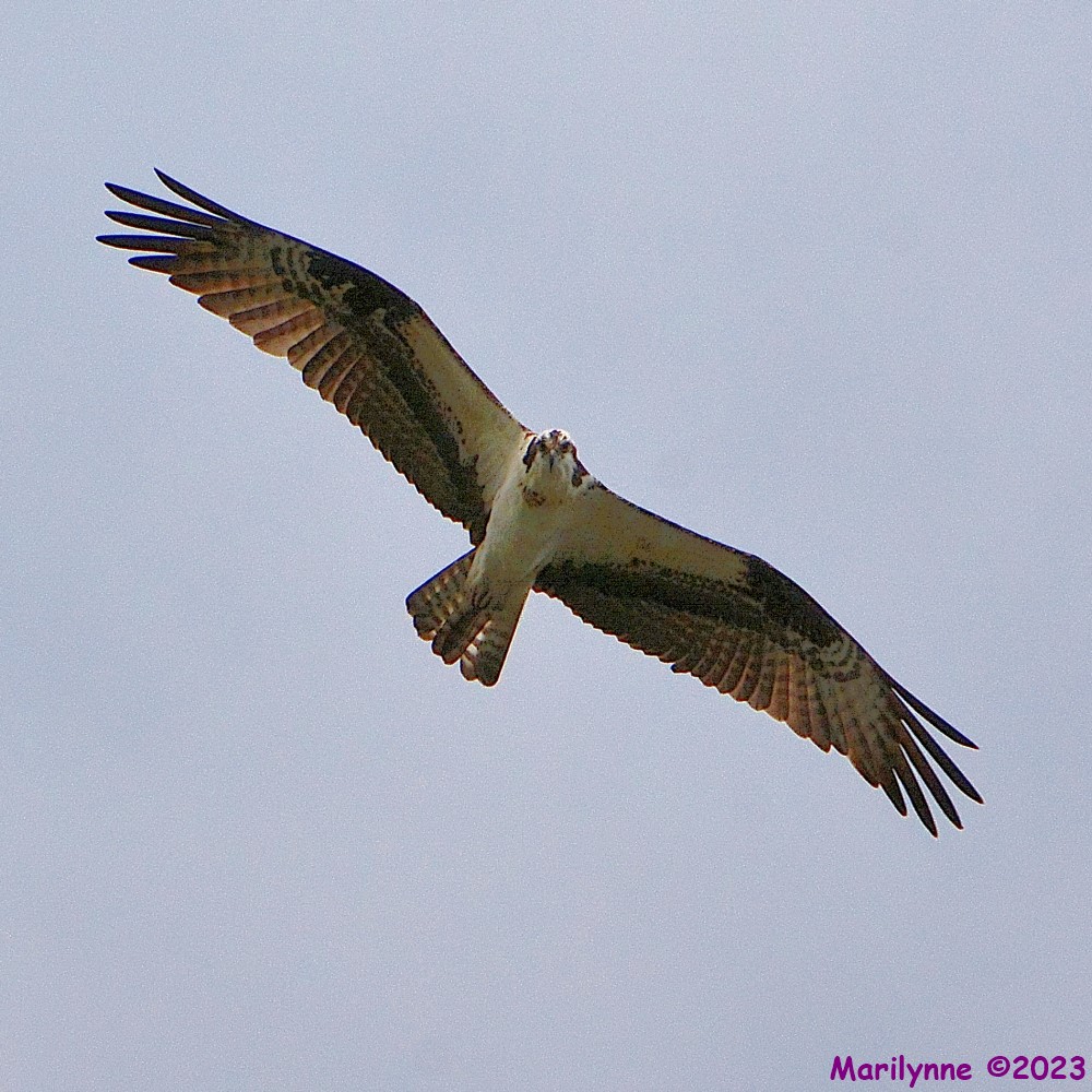 DSC_9926_001.JPG