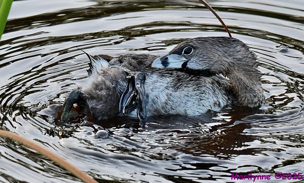 DSC_9926_001.JPG