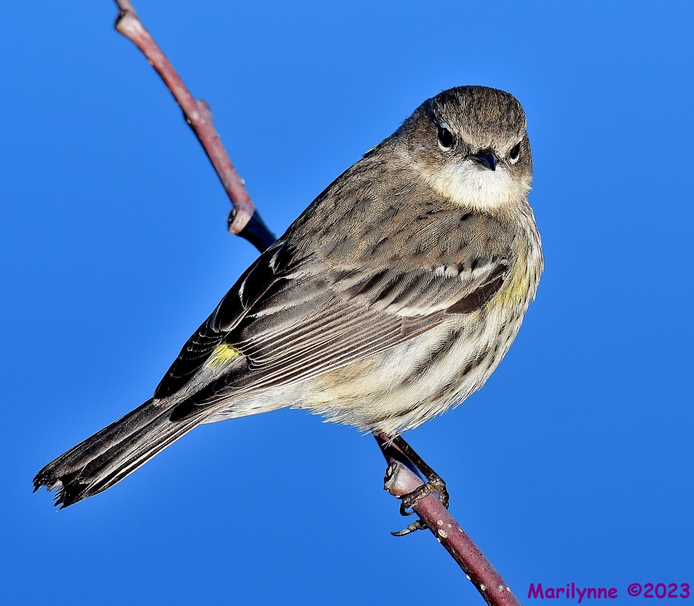 DSC_9927_001.JPG