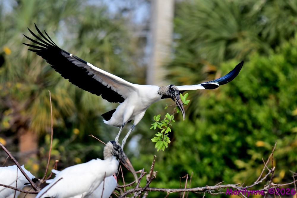 DSC_9927_001.JPG