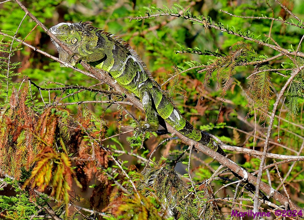 DSC_9928_001.JPG