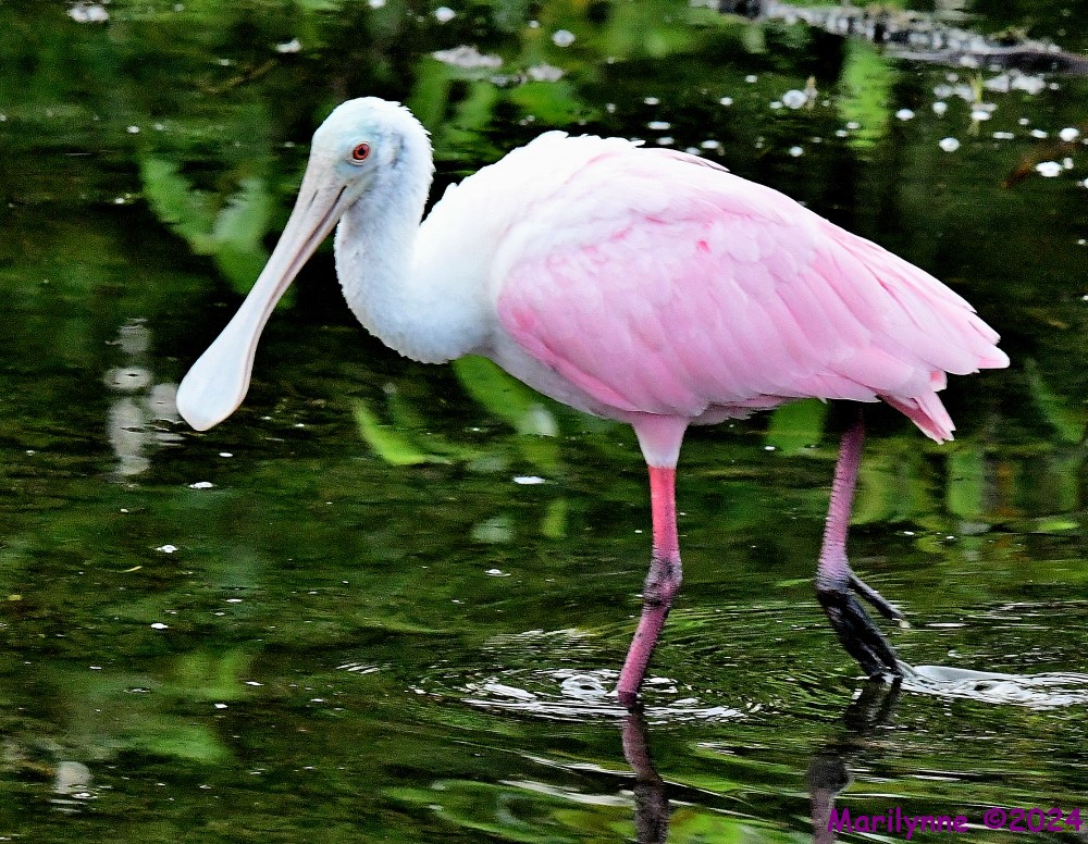 DSC_9928_001.JPG