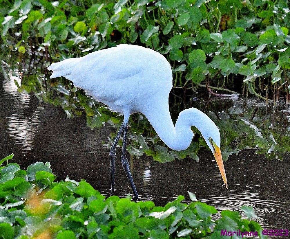 DSC_9929_001.JPG
