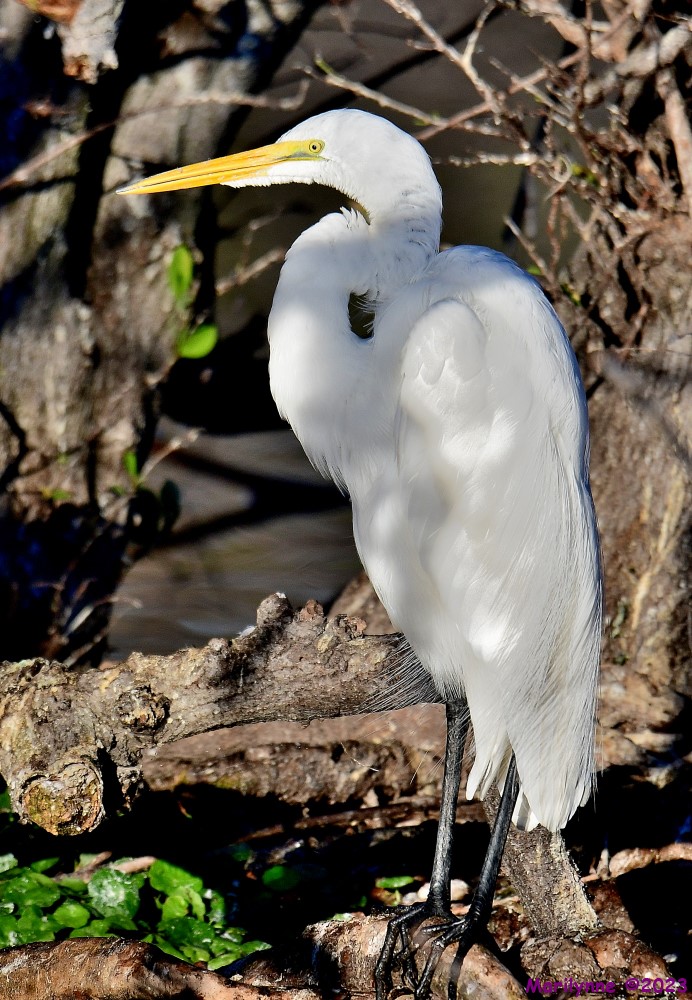DSC_9931_001.JPG