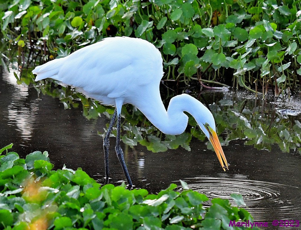 DSC_9931_001.JPG