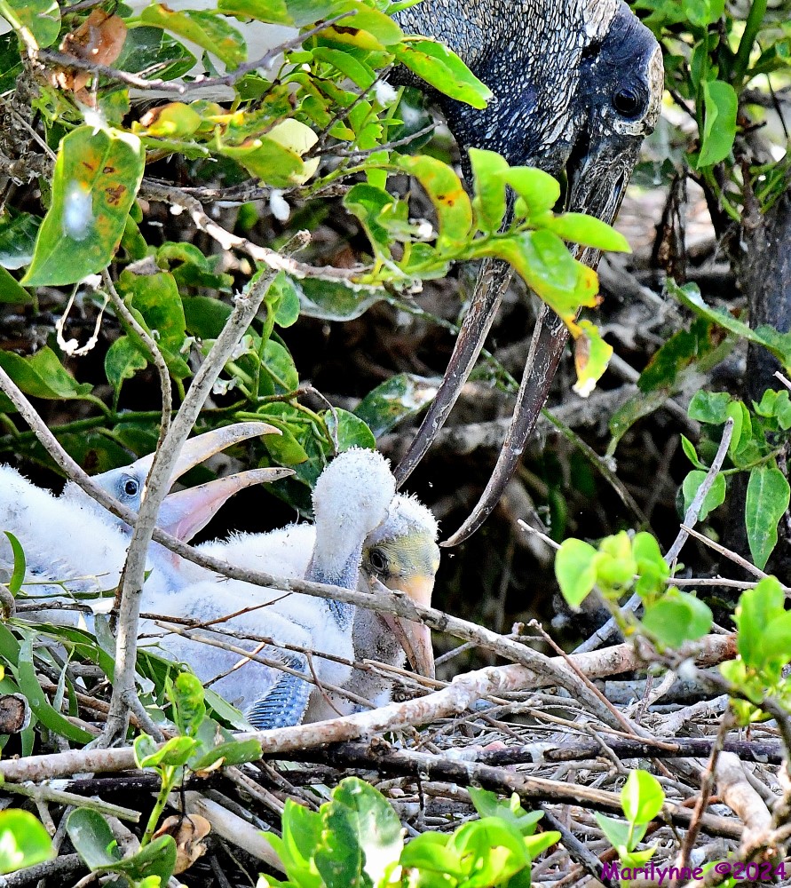DSC_9931_001.JPG