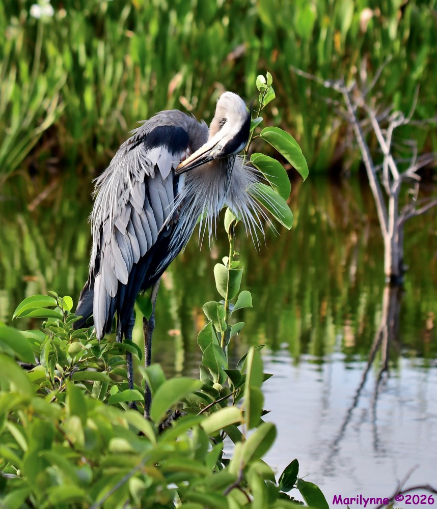 DSC_9931_001.JPG