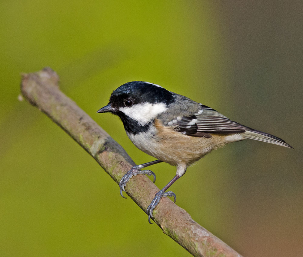 DSC_9933.jpg