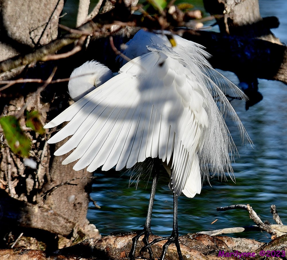 DSC_9933_001.JPG