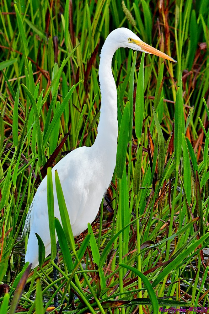 DSC_9933_001.JPG