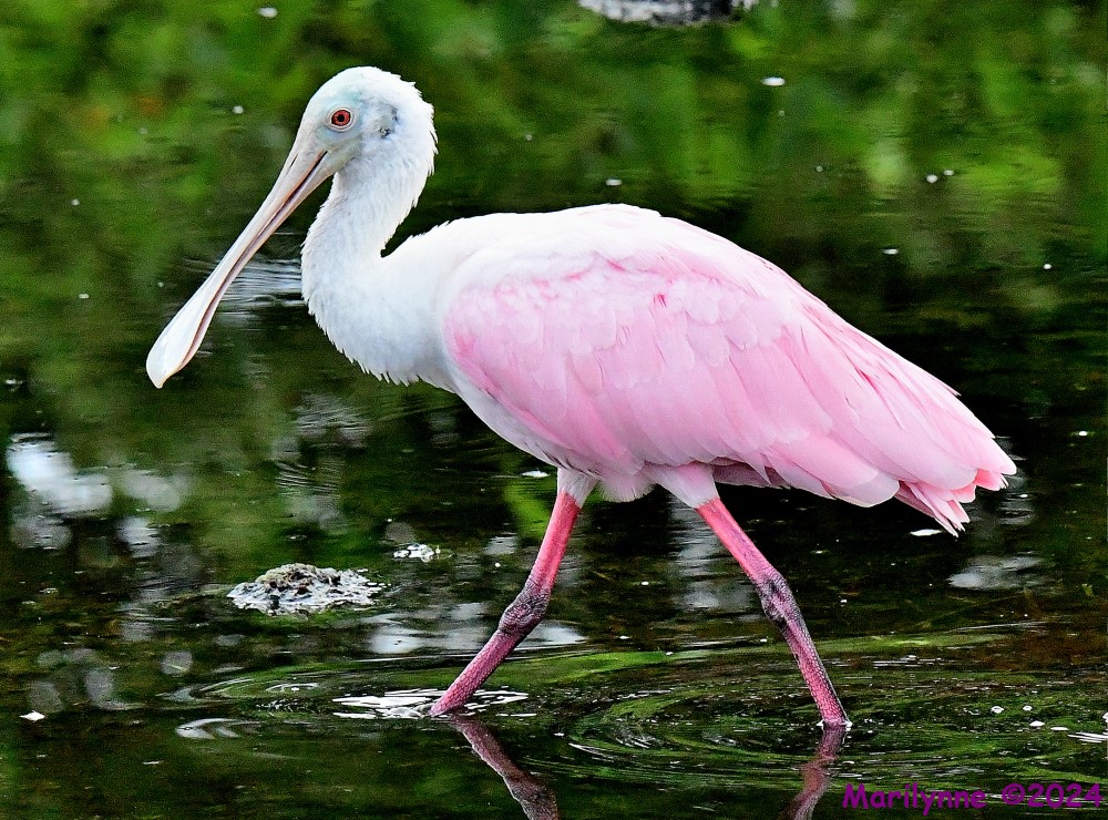 DSC_9934_001.JPG