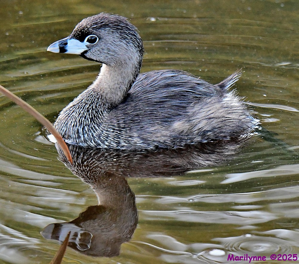 DSC_9935_001.JPG