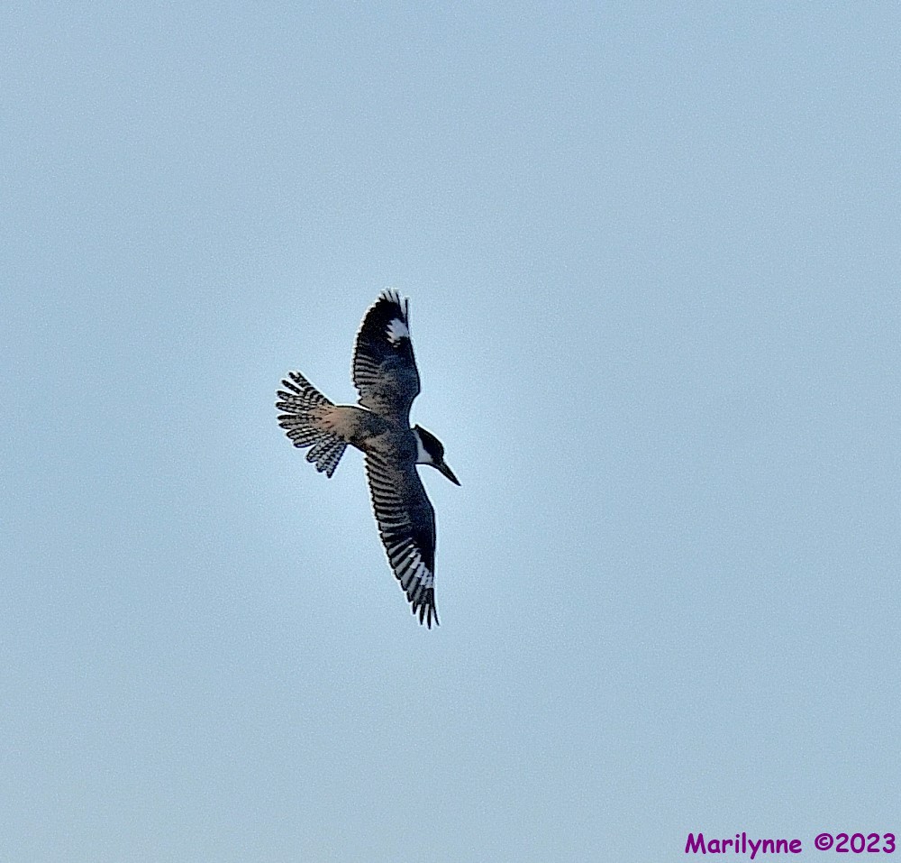 DSC_9937_001.JPG