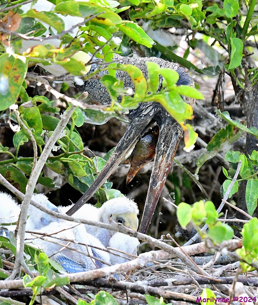 DSC_9937_001.JPG