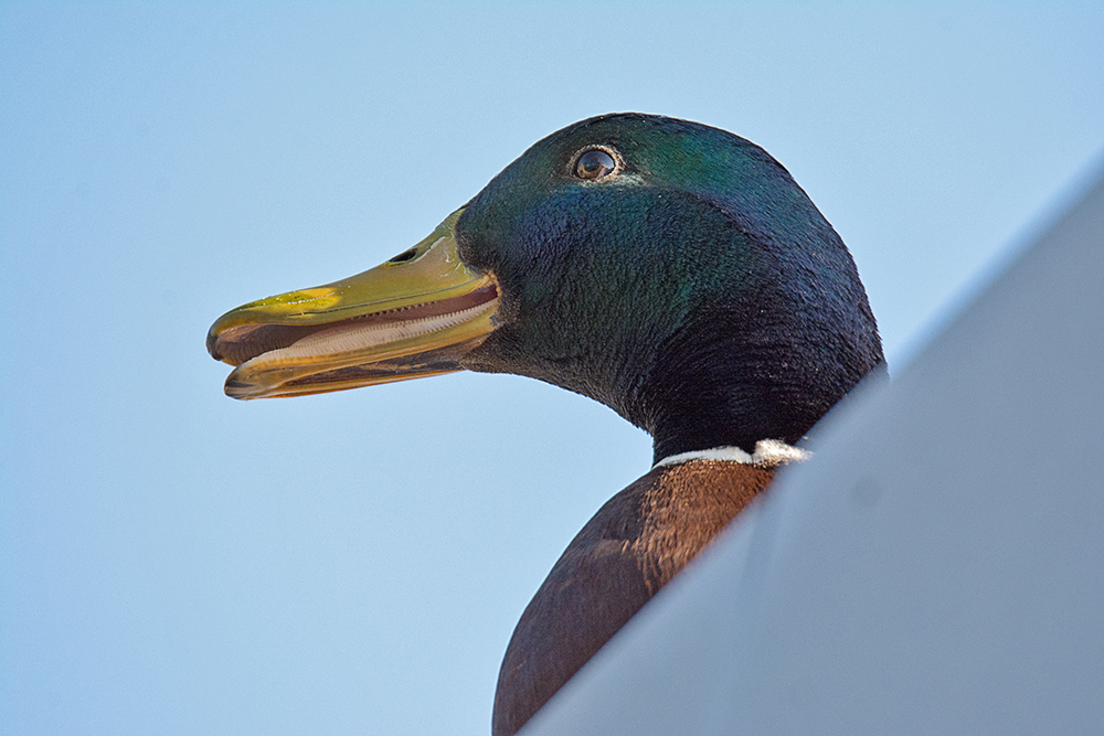 DSC_9938.jpg