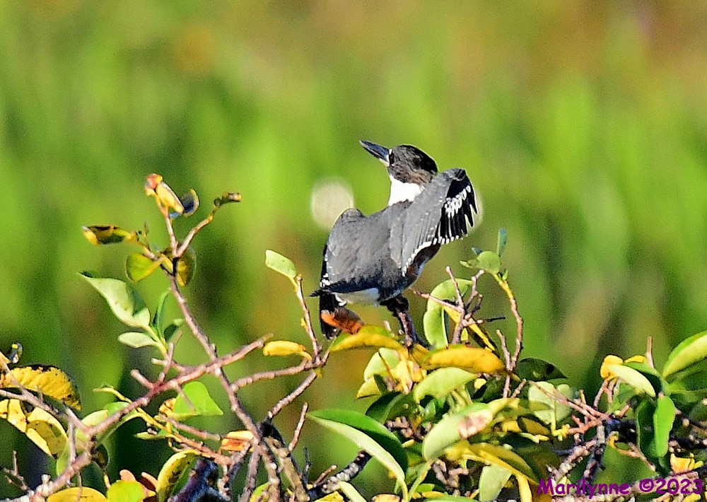 DSC_9938_001.JPG