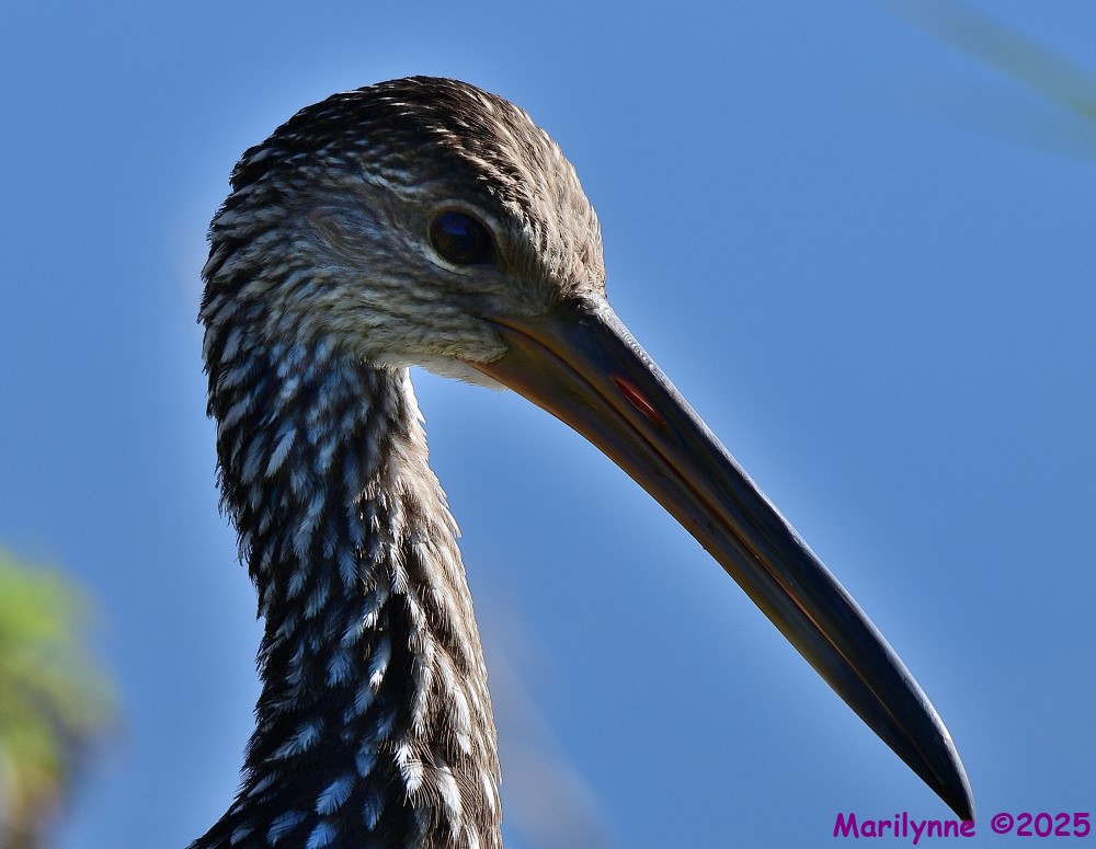 DSC_9938_001.JPG