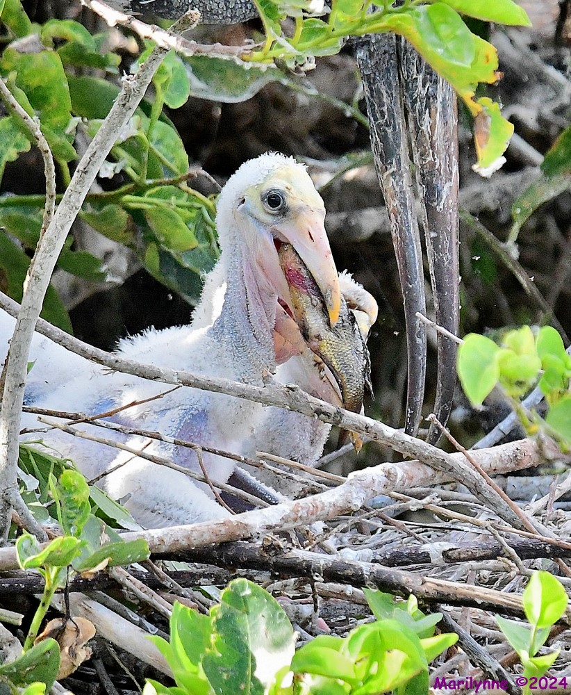 DSC_9940_001.JPG
