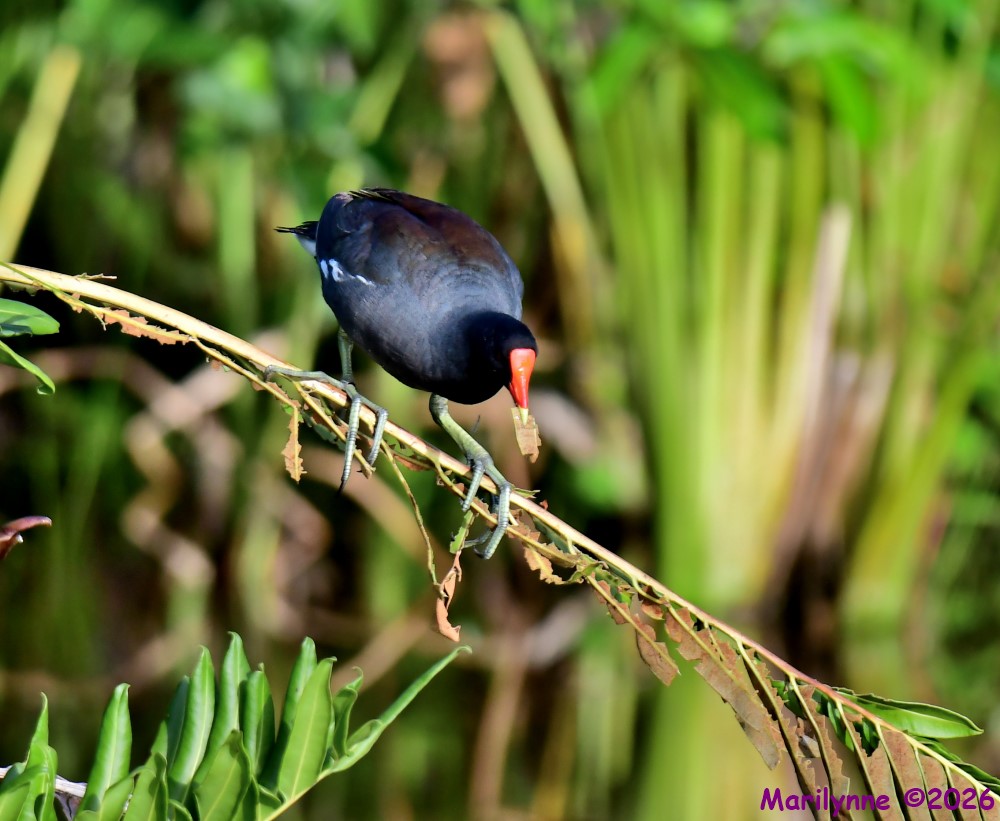 DSC_9942_001.JPG