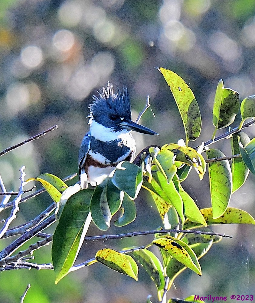 DSC_9944_001.JPG