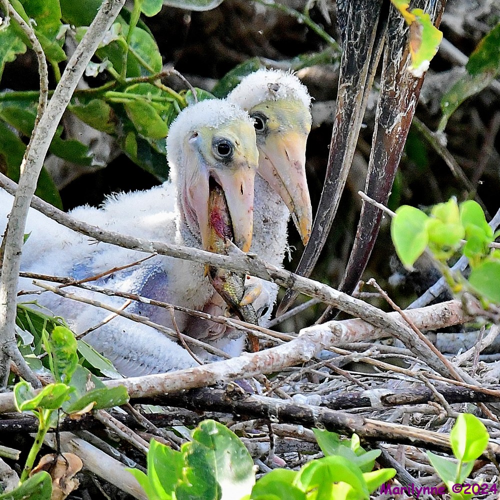 DSC_9946_001.JPG