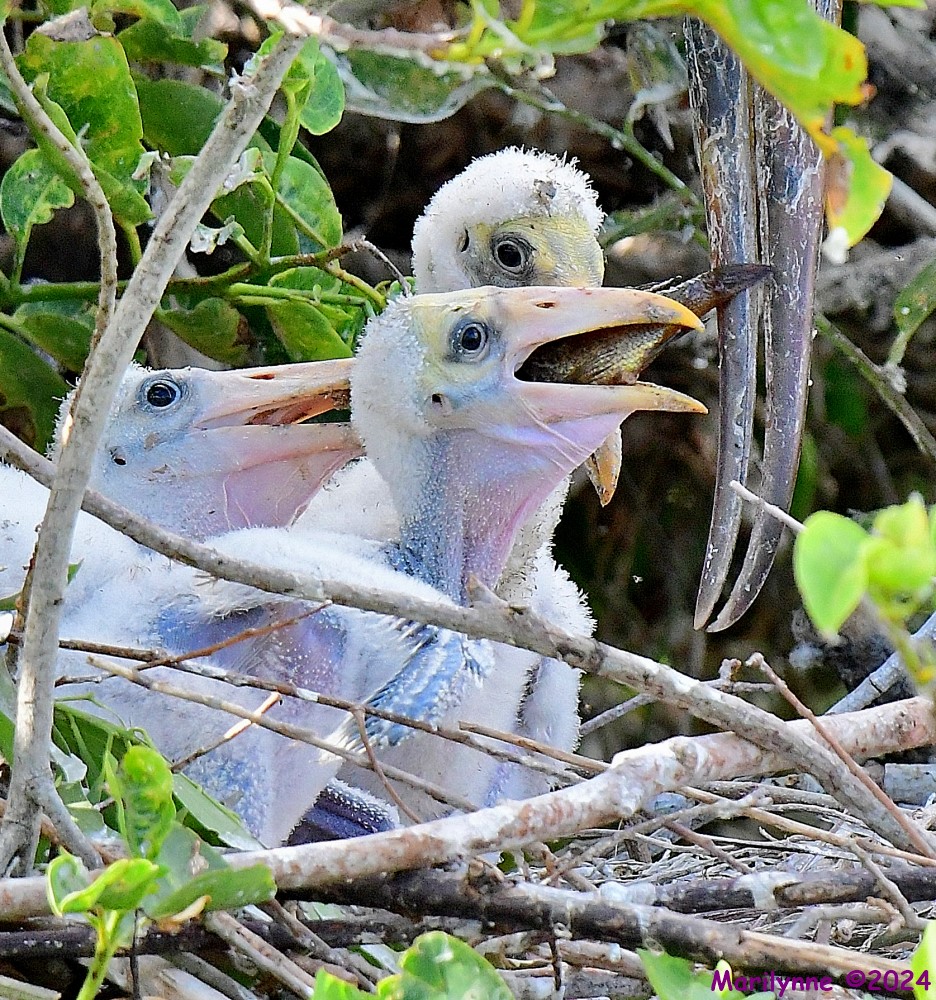 DSC_9947_001.JPG