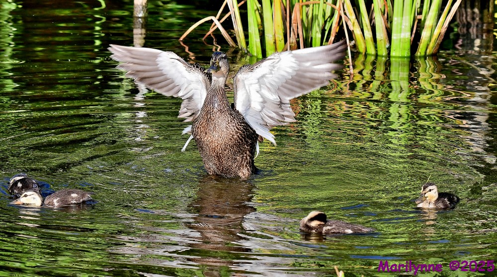 DSC_9947_001.JPG