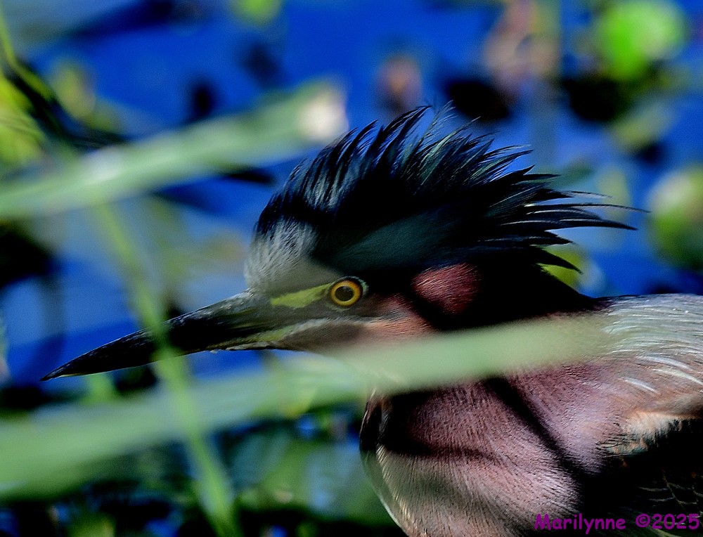 DSC_9948_001.JPG