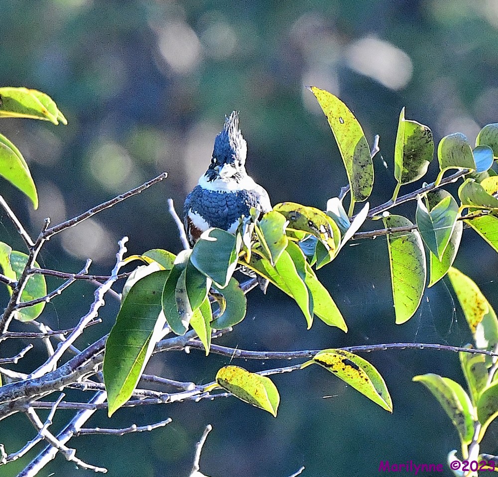 DSC_9949_001.JPG