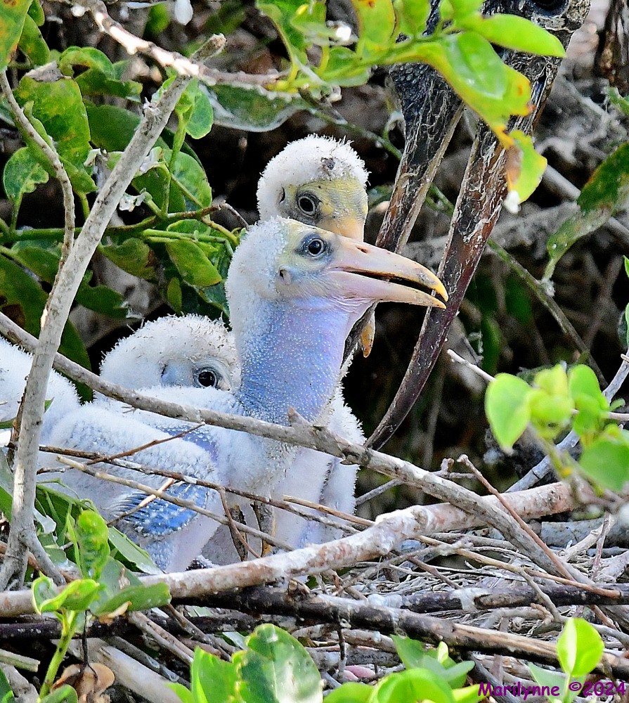 DSC_9950_001.JPG