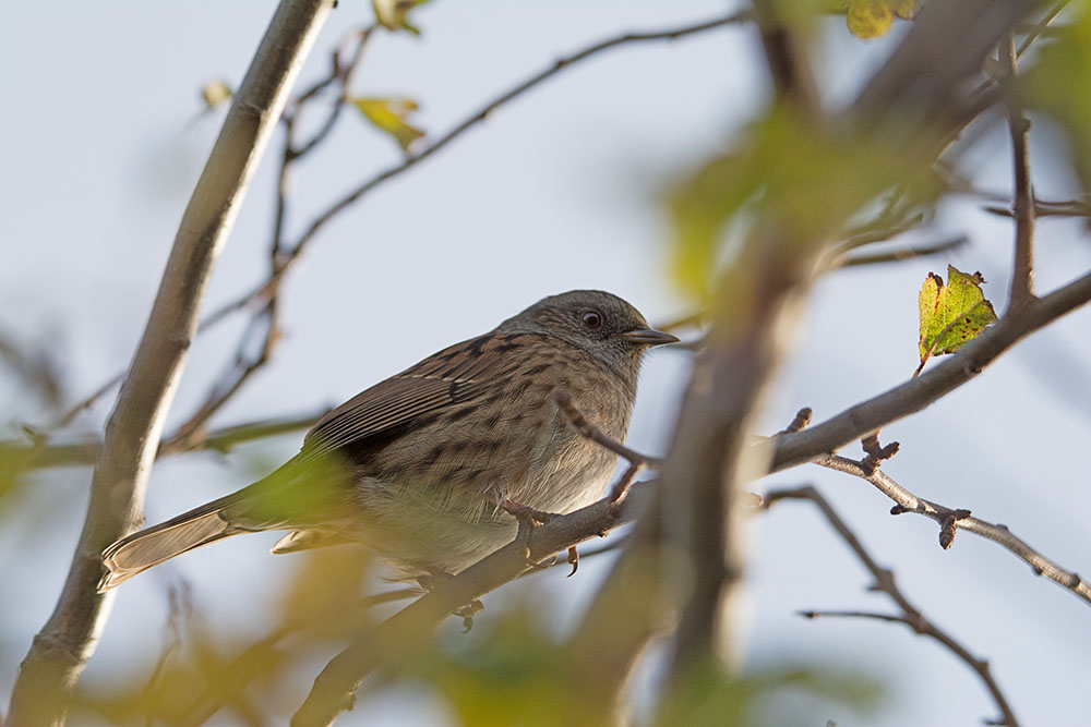 DSC_9951.jpg