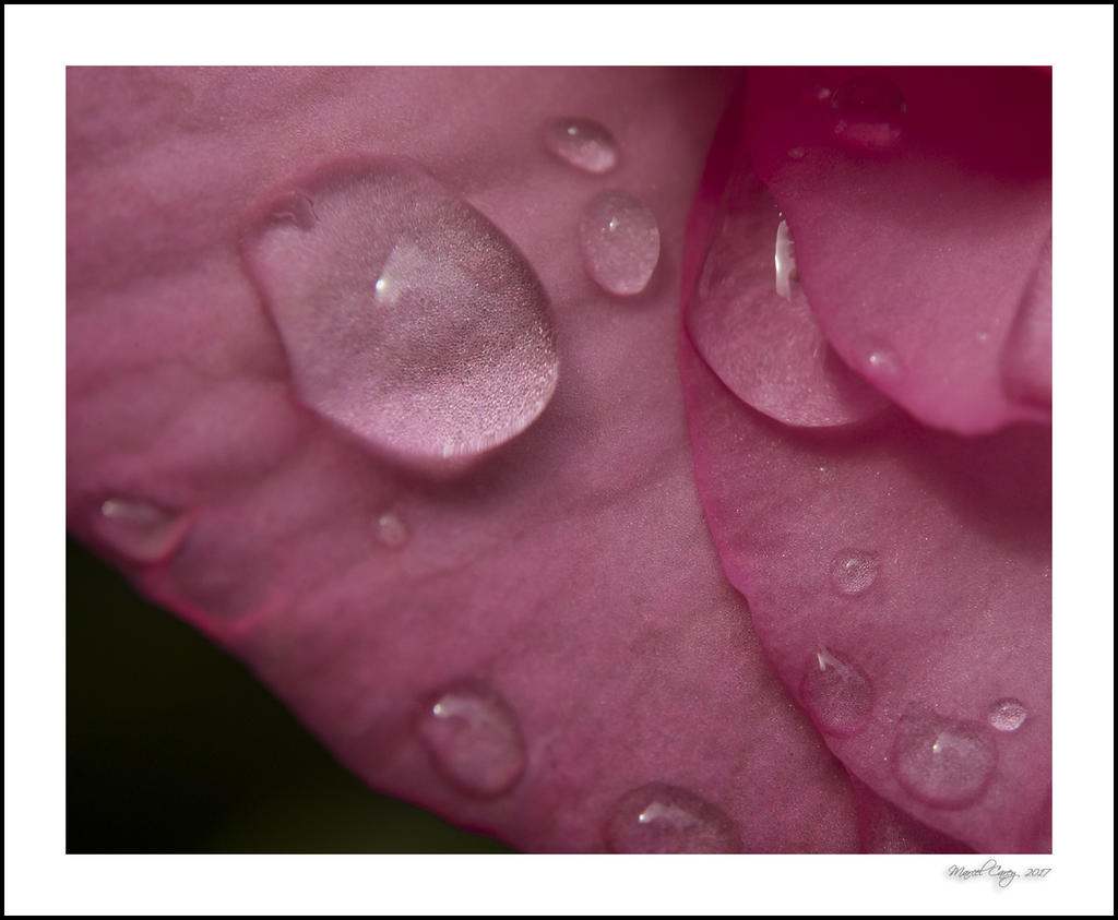 DSC_9954.jpg