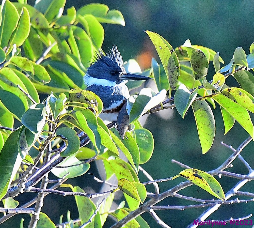 DSC_9955_001.JPG