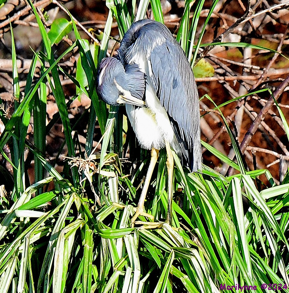 DSC_9957_001.JPG