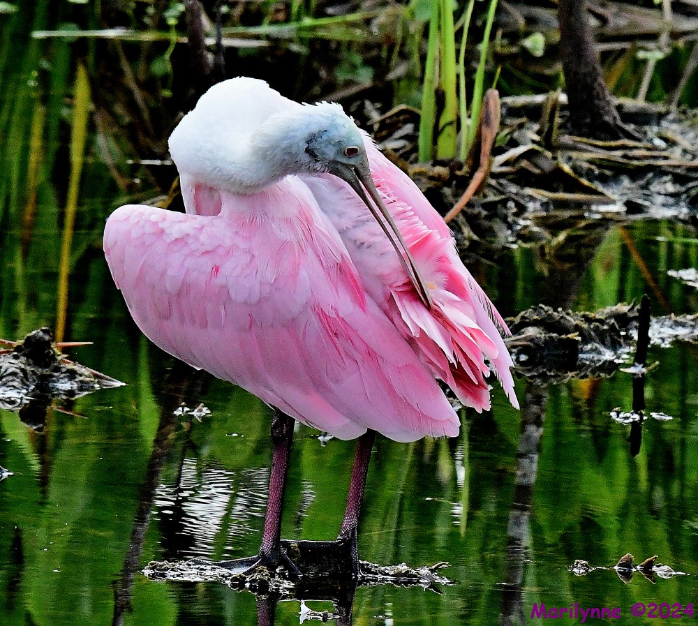 DSC_9959_001.JPG