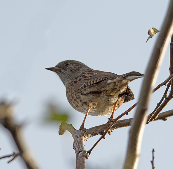 DSC_9961.jpg