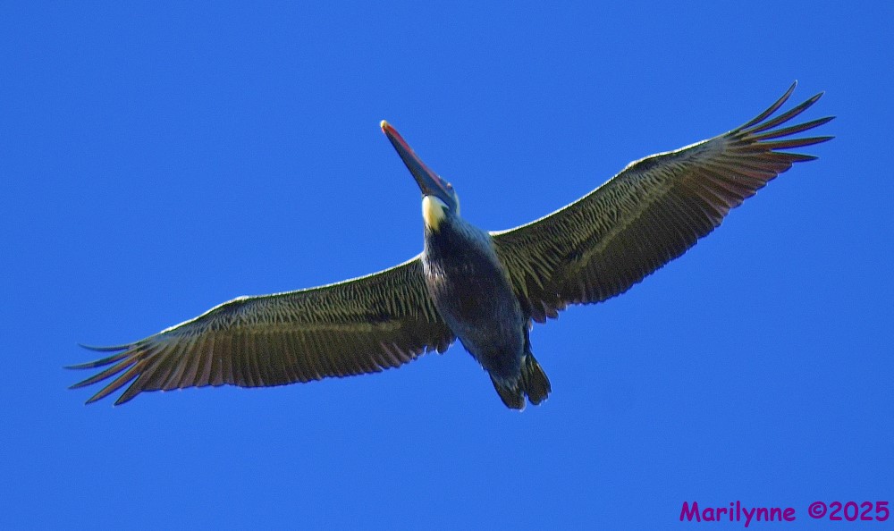 DSC_9961_001.JPG