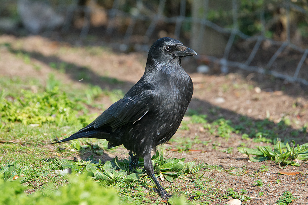 DSC_9962.jpg