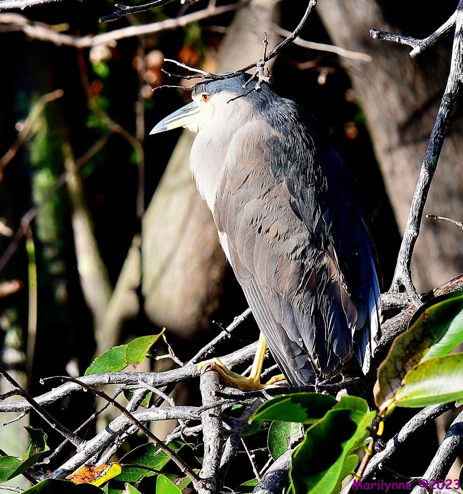 DSC_9963_001.JPG