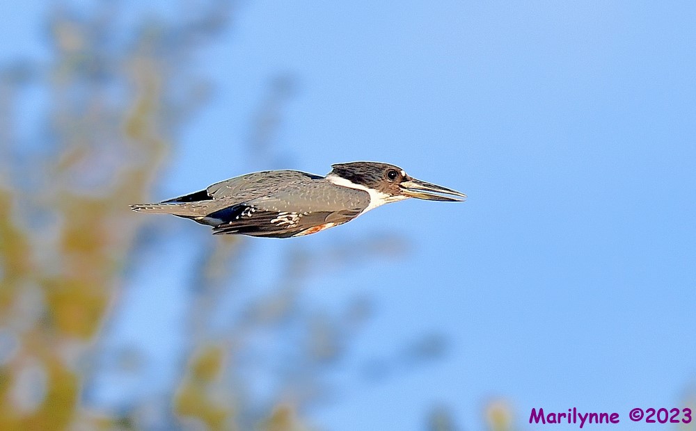 DSC_9963_001.JPG