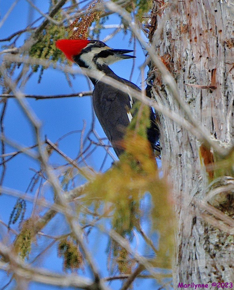 DSC_9965_001.JPG