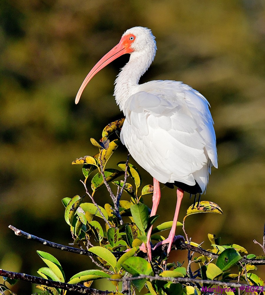 DSC_9967_001.JPG