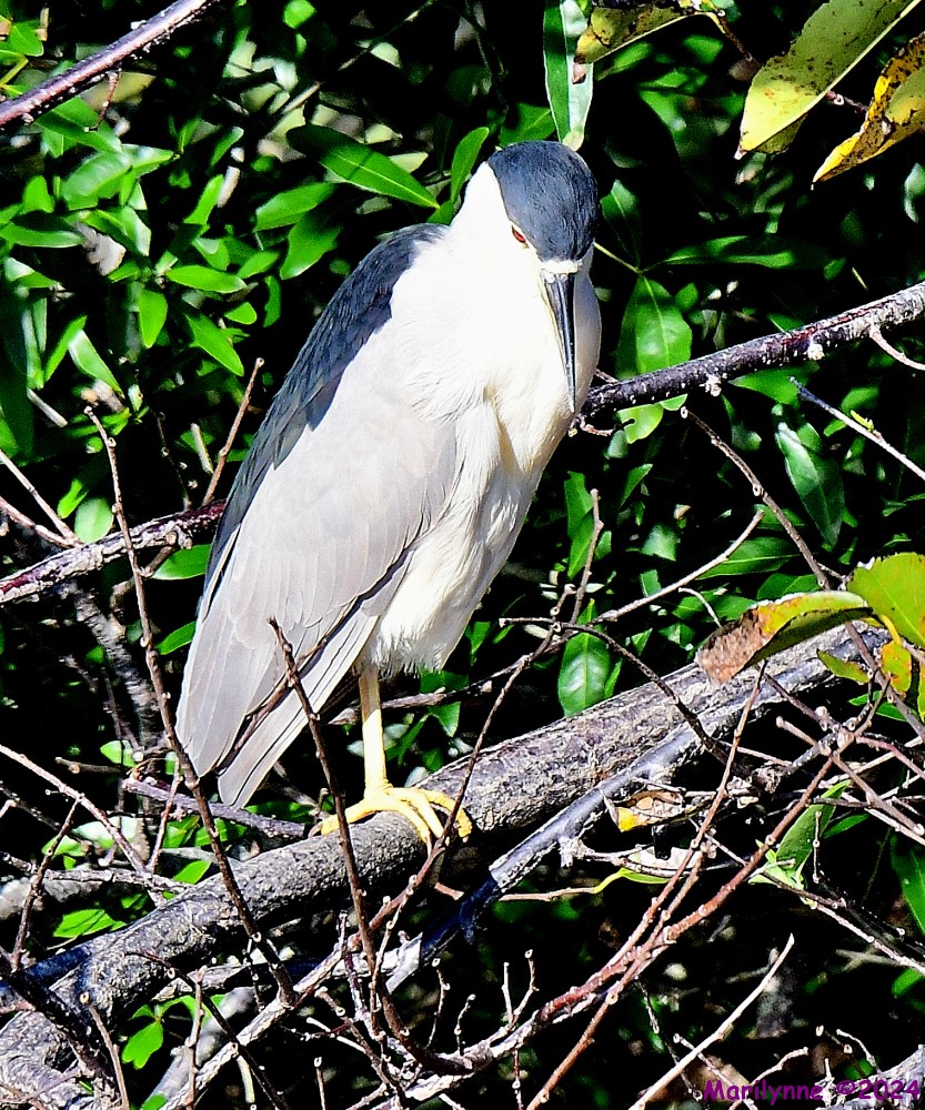 DSC_9969_001.JPG