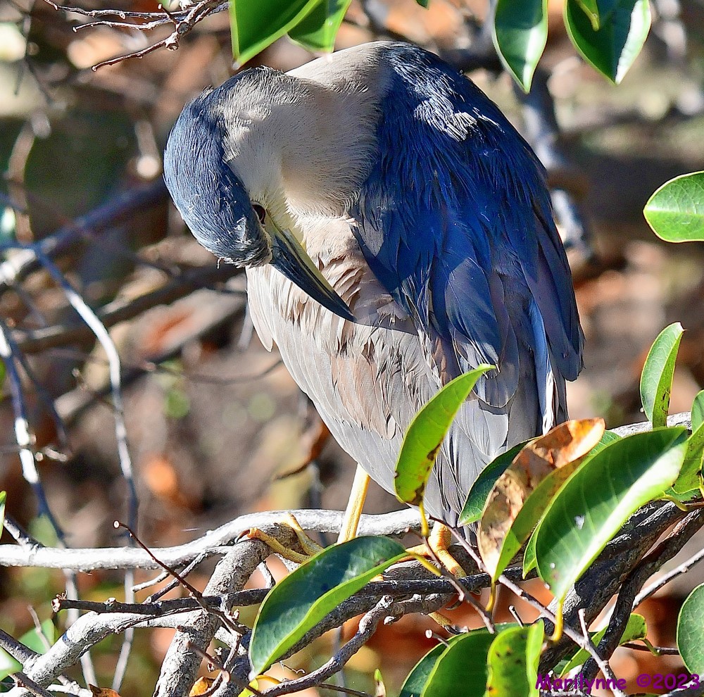 DSC_9970_001.JPG